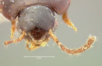 Media type: image;   Entomology 7340 Aspect: head dorsal view